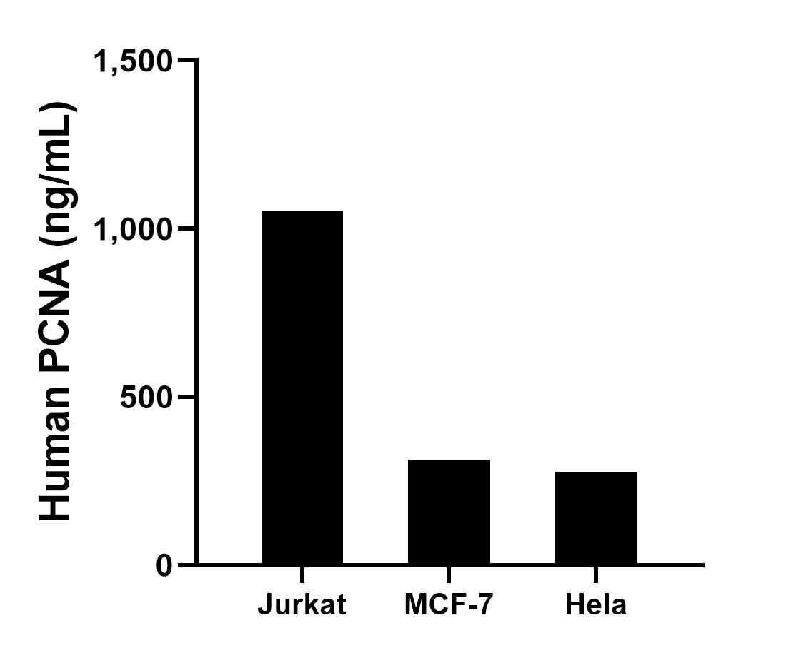 The mean PCNA concentration was determined to be 1,050.8 ng/mL in Jurkat cell extract based on a 5.8 mg/mL extract load, 312.4 ng/mL in MCF-7 cell extract based on a 3.1 mg/mL extract load and 276.5 ng/mL in Hela cell extract based on a 3.6 mg/mL extract load.